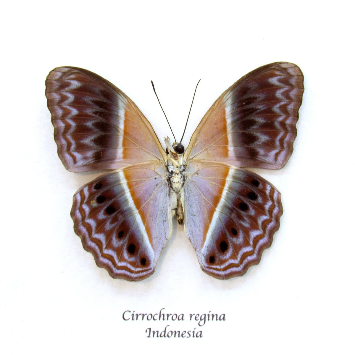 Rare Prismatic butterfly framed taxidermy - Cirrochroa regina