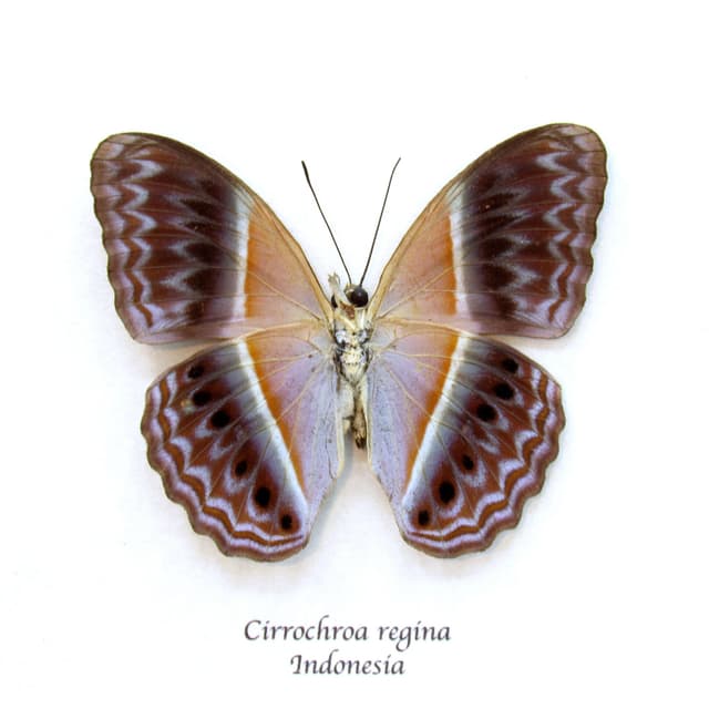 Rare Prismatic butterfly framed taxidermy - Cirrochroa regina