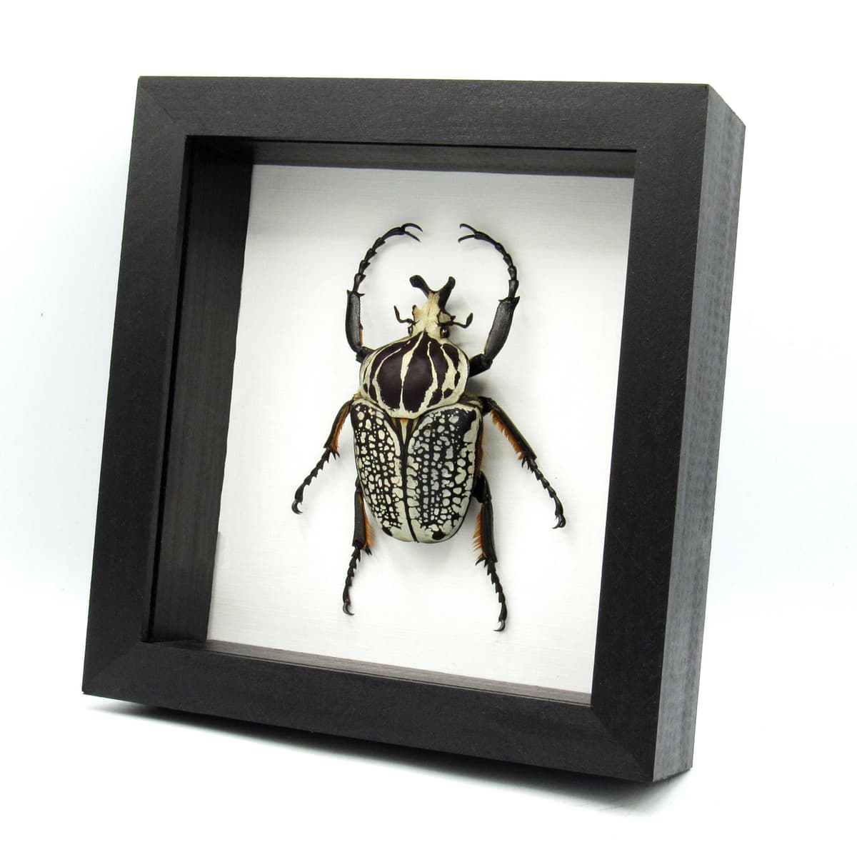 Real XXL Flower Beetle framed taxidermy - Goliathus orientalis