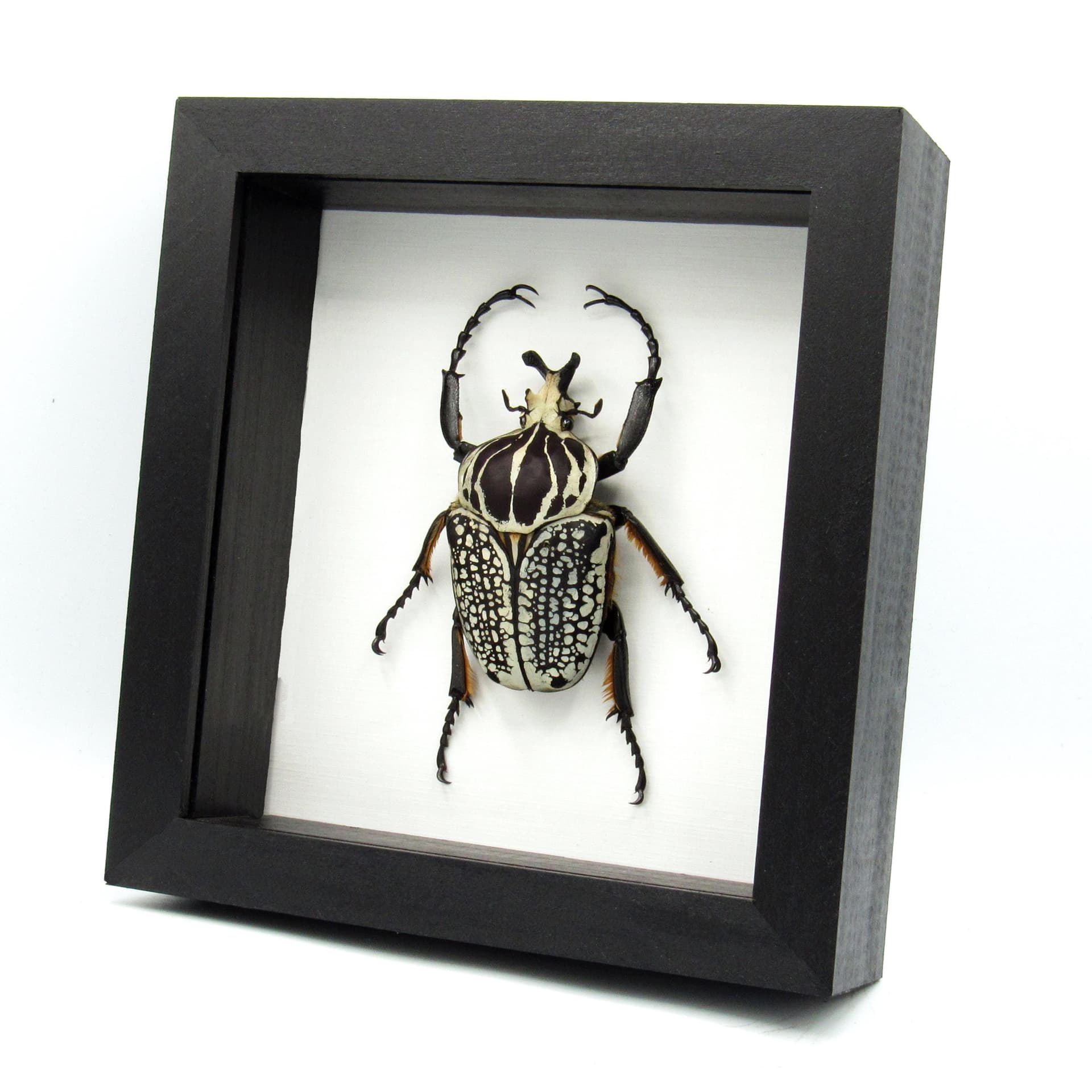 Real XXL Flower Beetle framed taxidermy - Goliathus orientalis