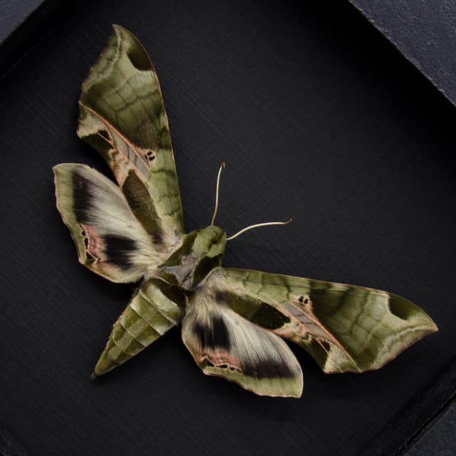 Real Pandora Sphinx moth framed taxidermy - Eumorpha pandorus