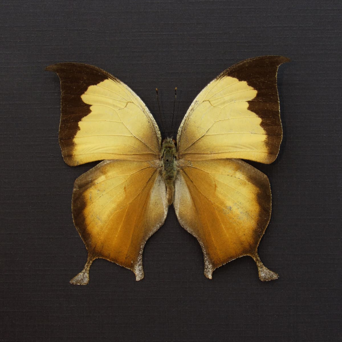 Rare butterfly framed taxidermy - Consul electra