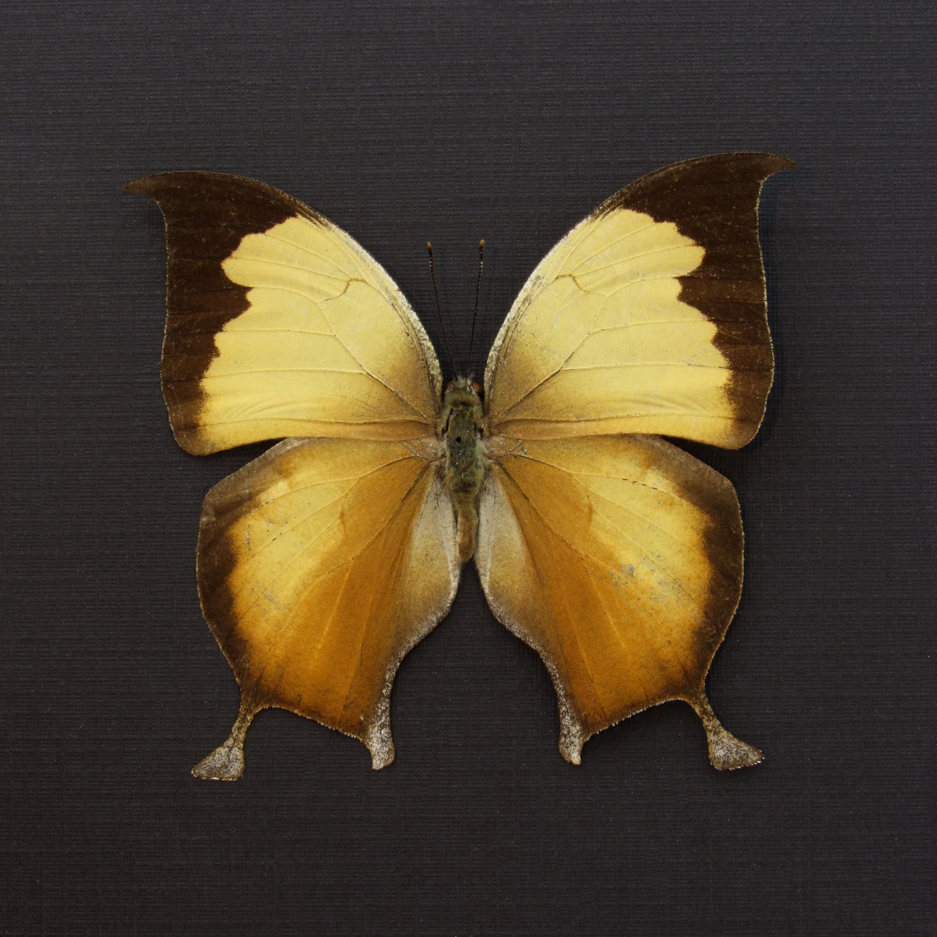 Rare butterfly framed taxidermy - Consul electra