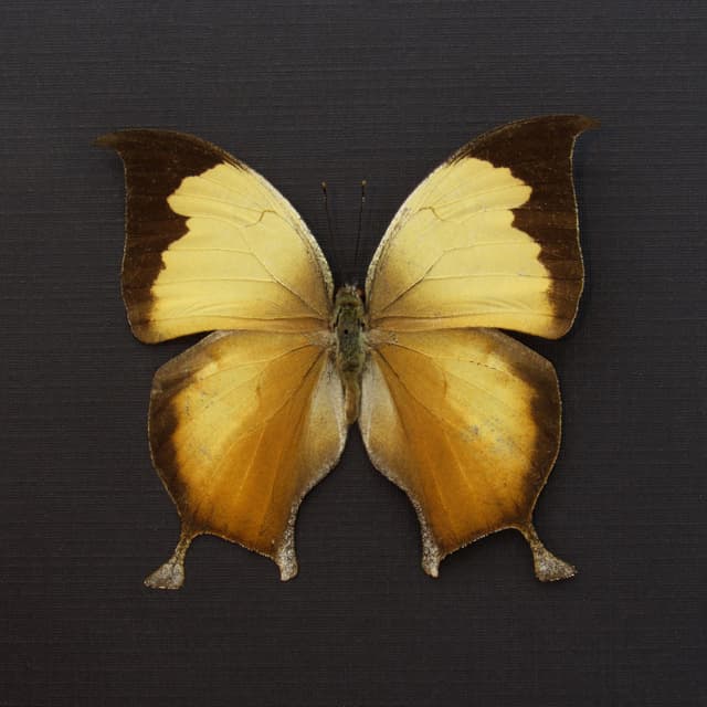Rare butterfly framed taxidermy - Consul electra
