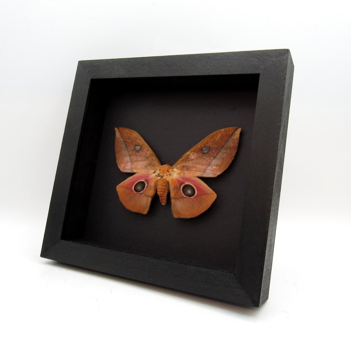 Real Emperor moth framed taxidermy - Lobobunaea acetes - female