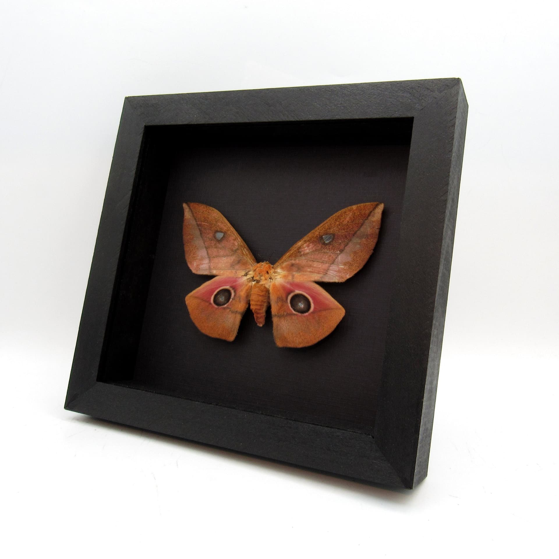 Real Emperor moth framed taxidermy - Lobobunaea acetes - female
