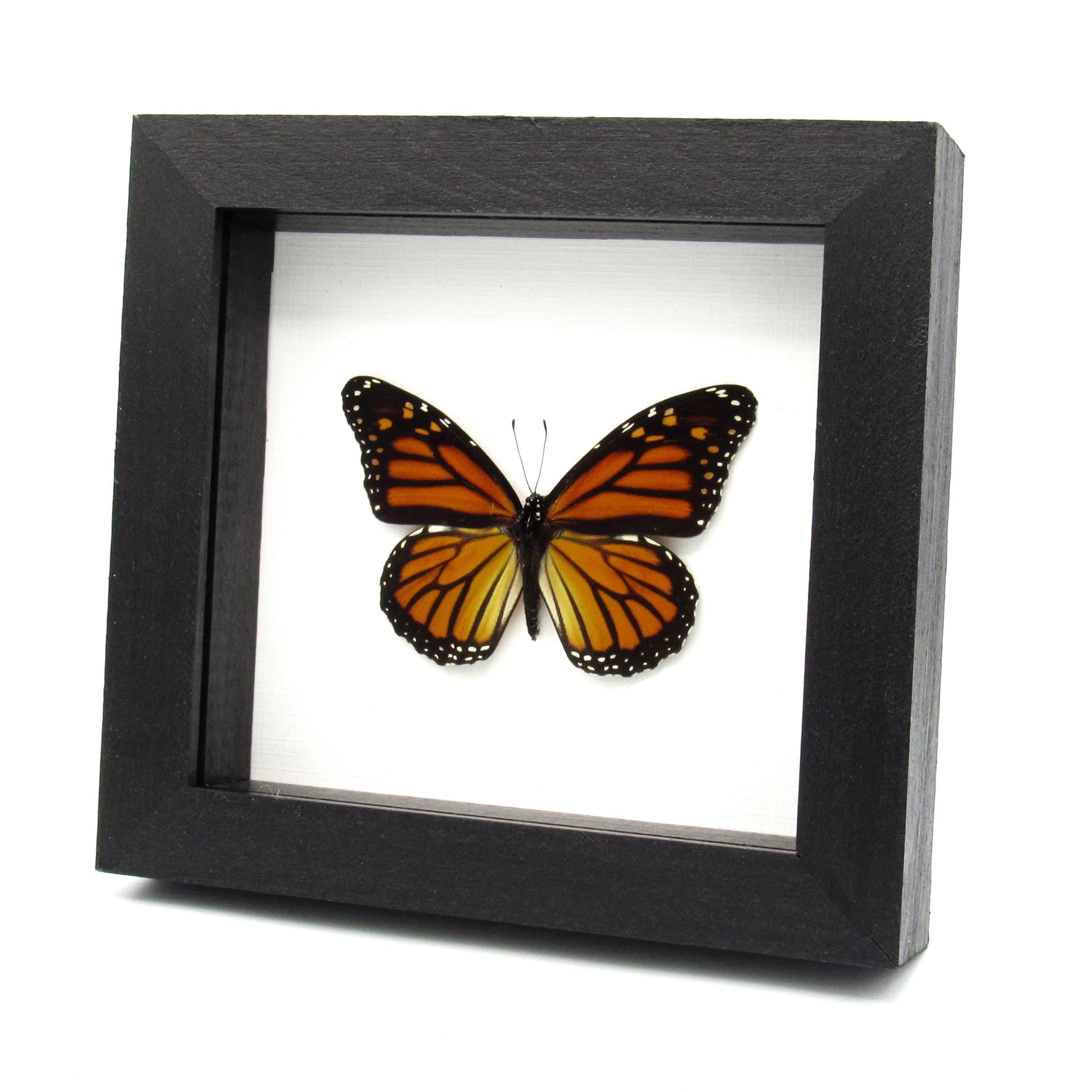 Real XL Monarch framed butterfly taxidermy - Danaus plexippus
