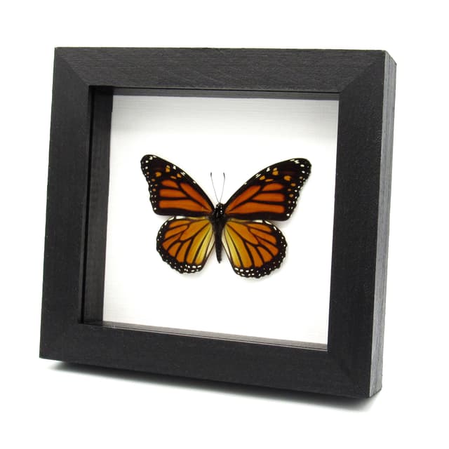 Real XL Monarch framed butterfly taxidermy - Danaus plexippus