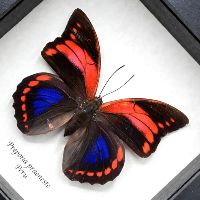 Very rare female Fuchsia Brush-footed butterfly framed taxidermy - Prepona praeneste - large female - minor damage