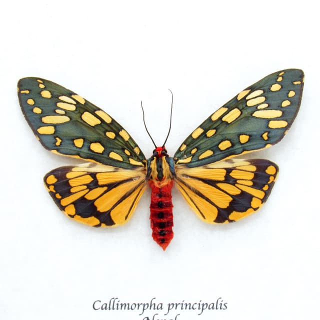 Stunning real metallic moth framed taxidermy - Callimorpha principalis