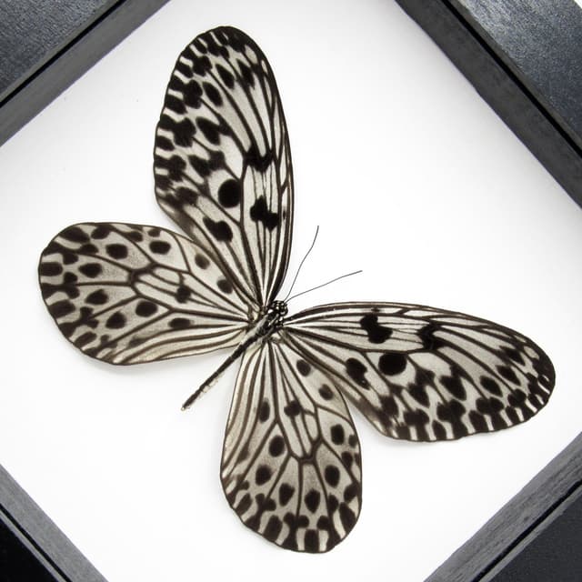Real Silver Ricewing butterfly framed taxidermy - Idea stolli