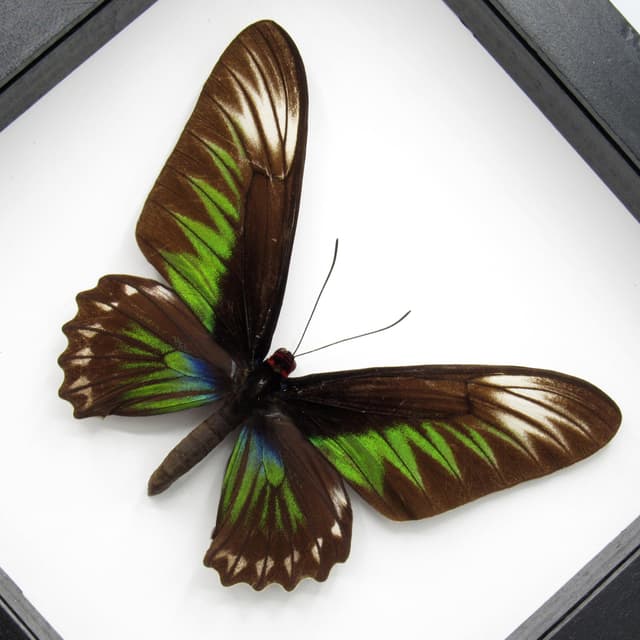 Real XL Birdwing butterfly framed taxidermy - Trogonoptera brookiana - female