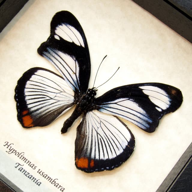 Rare Red Spot Diadem butterfly framed taxidermy - Hypolimnas usambara