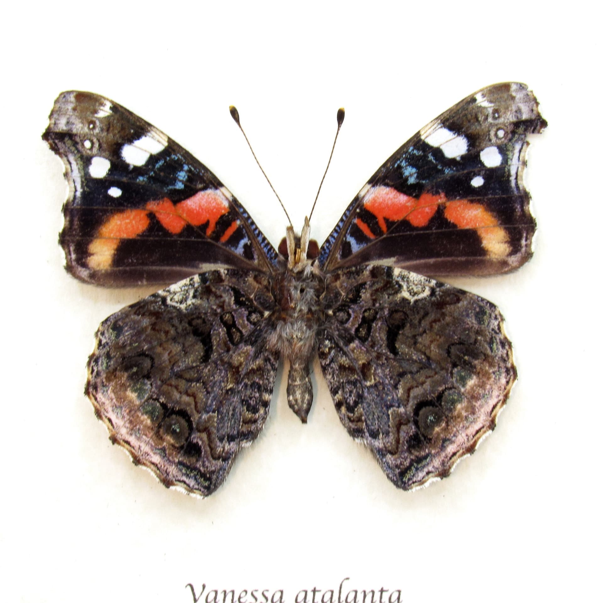 Real Red Admiral butterfly framed taxidermy - Vanessa atalanta
