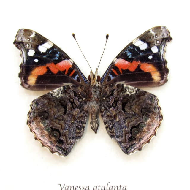 Real Red Admiral butterfly framed taxidermy - Vanessa atalanta