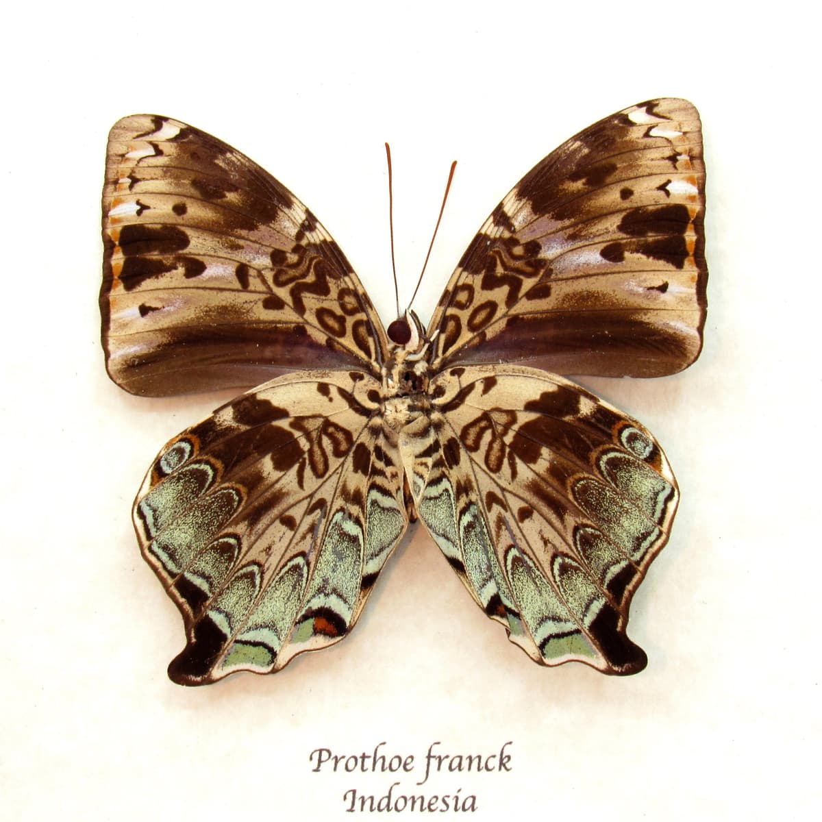 Real framed taxidermy butterfly - Prothoe franck