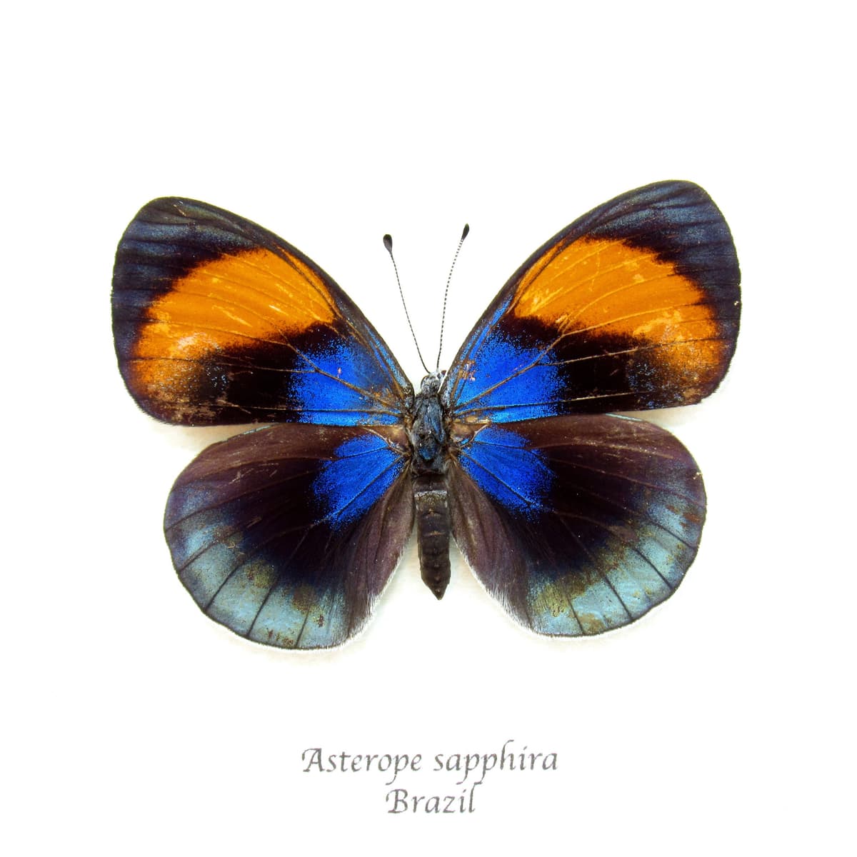 Rare metallic Brush Footed butterfly framed taxidermy - Asterope sapphira - female - minor damage