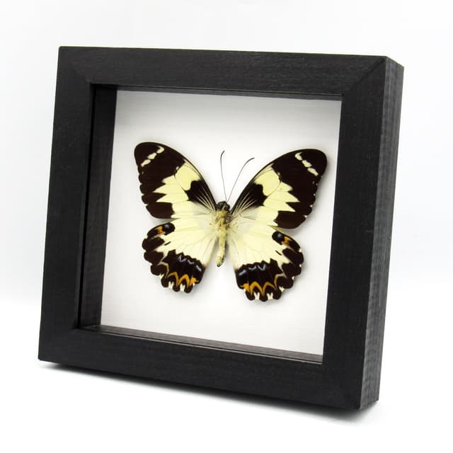 Real butterfly framed taxidermy - Papilio euchenor - XL