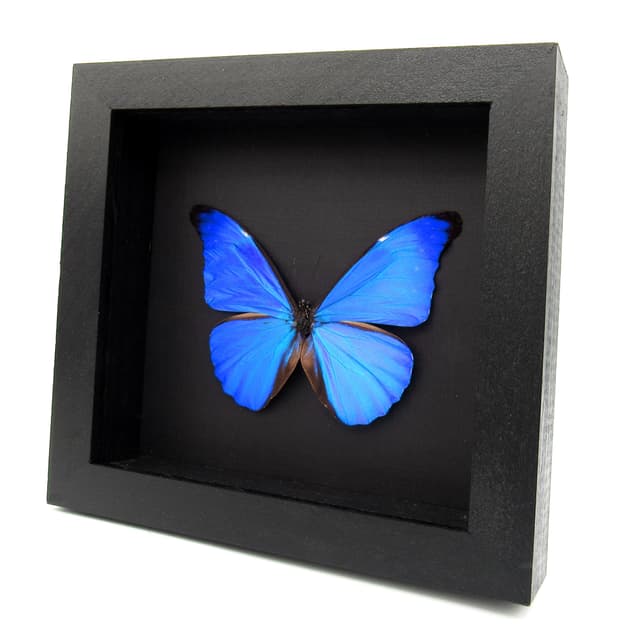 Rare metallic blue butterfly framed taxidermy - Morpho rhetenor cacica