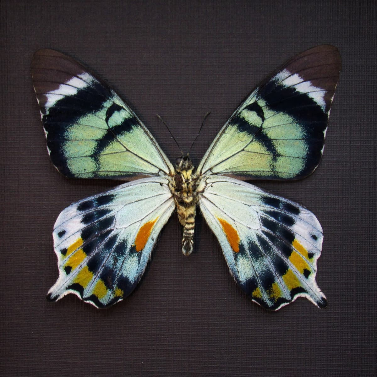 Very rare moth mimic Swallowtail butterfly framed taxidermy - Papilio laglaizei