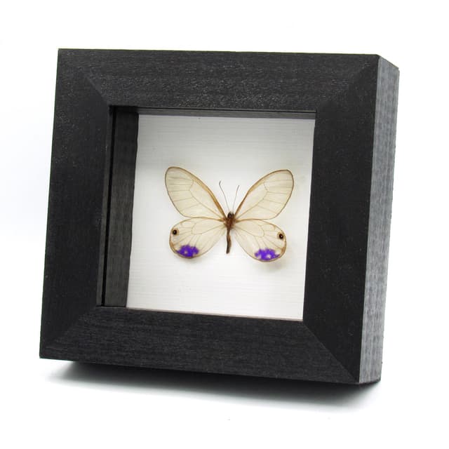 Very rare purple Glasswing butterfly framed taxidermy - Cithaerias andromeda