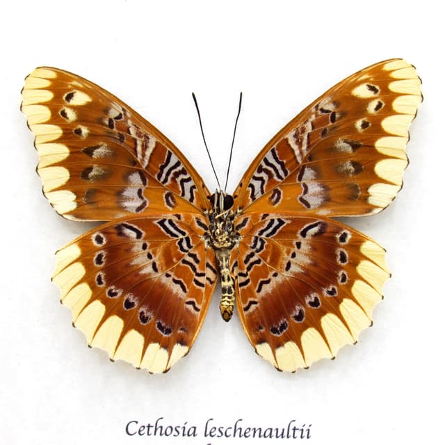 Rare Lacewing butterfly framed taxidermy - Cethosia leschenaultii - large female