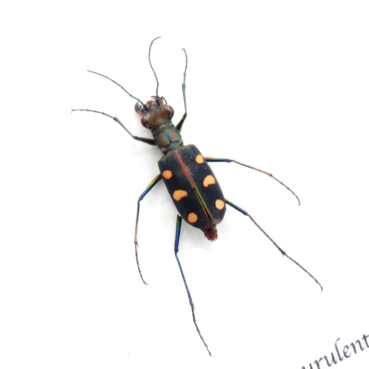 Real green Tiger beetle framed specimen - Cosmodela aurulenta
