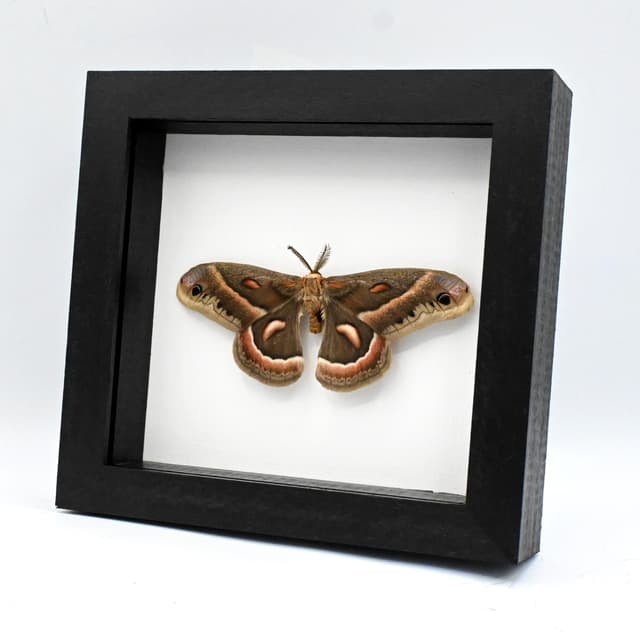 Real large Cecropia moth framed taxidermy - Hyalophora cecropia - Victorian mount