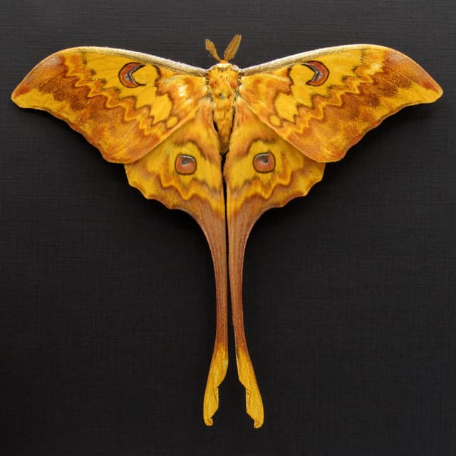 Rare Giant Moon moth framed taxidermy - Actias groenendaeli acutapex - Victorian mount