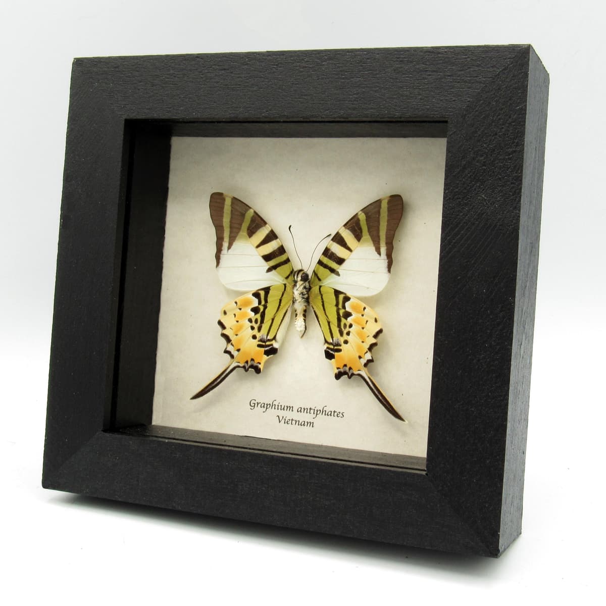 Real Swordtail butterfly framed taxidermy - Graphium antiphates