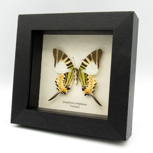Real Swordtail butterfly framed taxidermy - Graphium antiphates