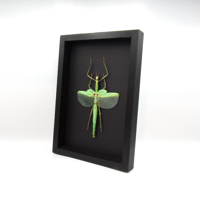 Real Giant Stick Bug framed taxidermy - Eurycnema versirubra - female - 9.5 inches
