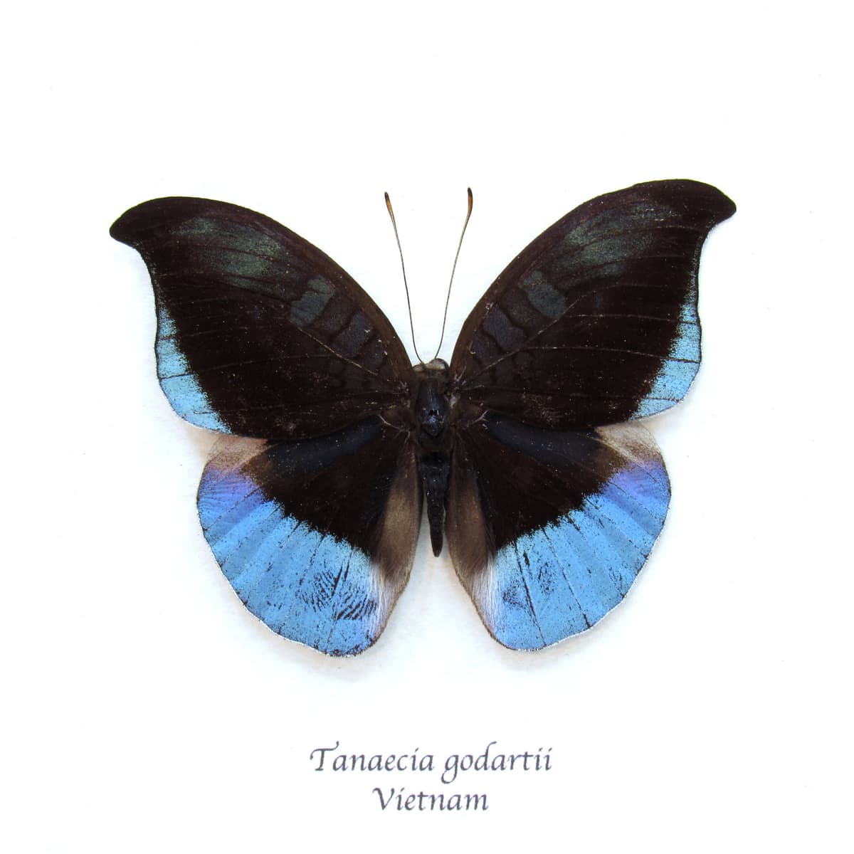 Rare blue butterfly framed taxidermy - Tanaecia godartii