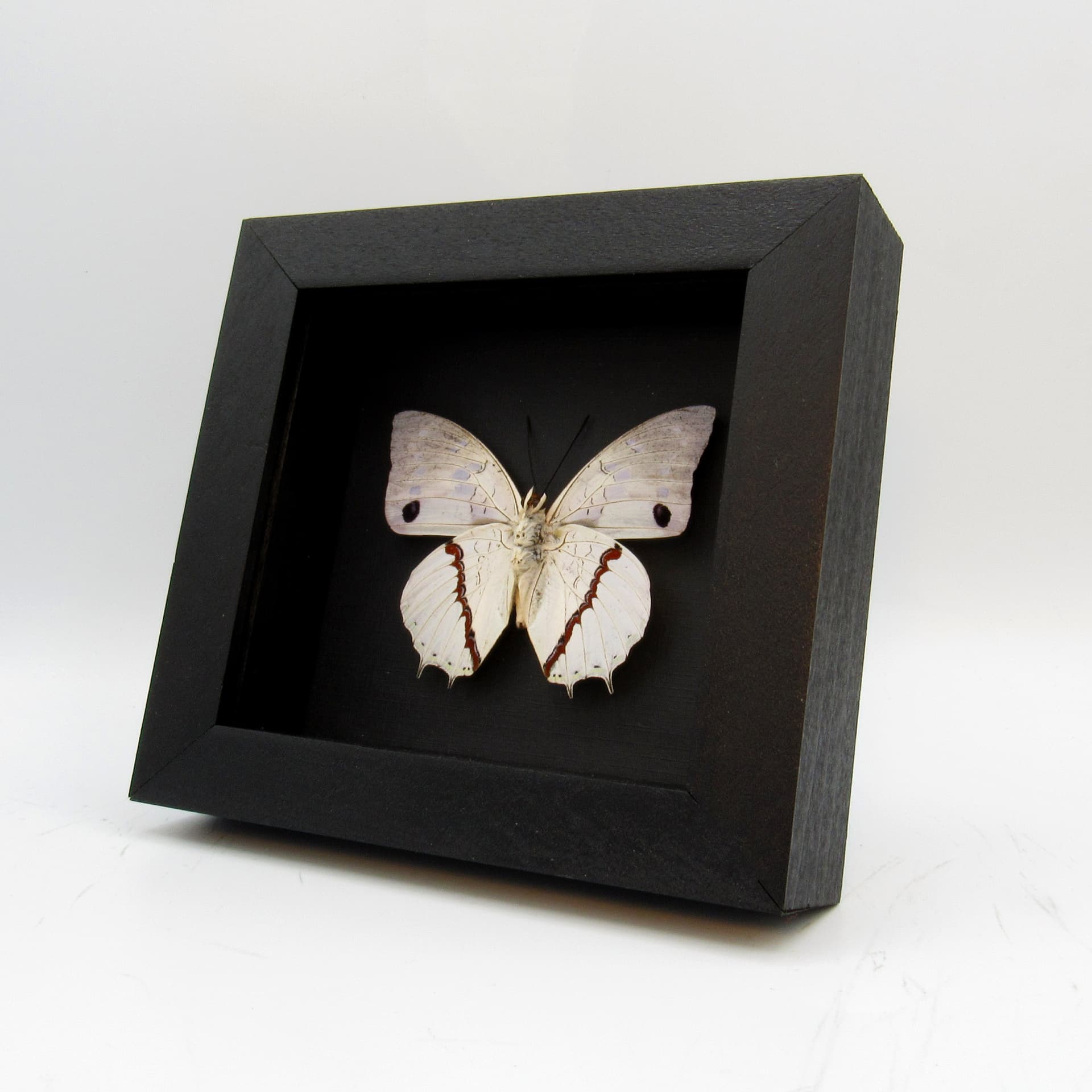 Real butterfly framed taxidermy - Charaxes hadrianus