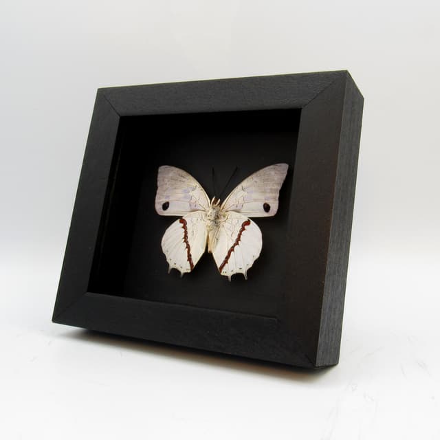 Real butterfly framed taxidermy - Charaxes hadrianus