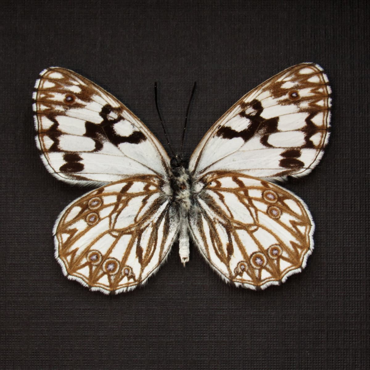 Real Western Marbled White butterfly framed taxidermy - Melanargia occitanica