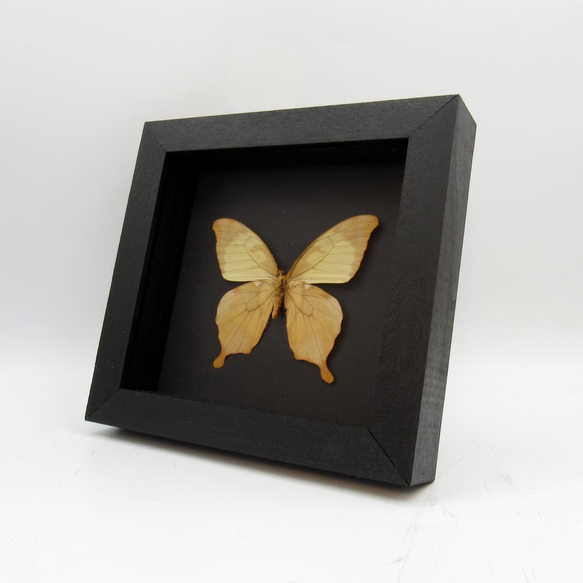 Real Noble Swallowtail butterfly framed taxidermy - Papilio nobilis