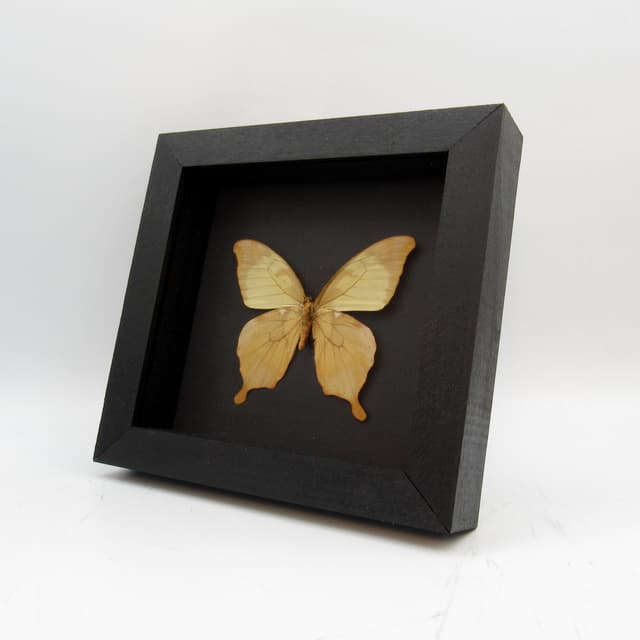 Real Noble Swallowtail butterfly framed taxidermy - Papilio nobilis