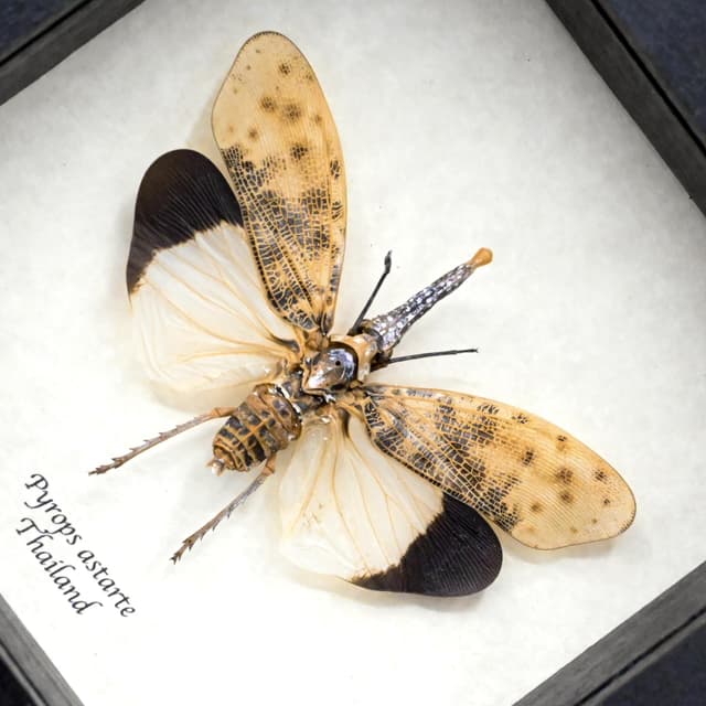 Real White Lanternfly framed taxidermy - Pyrops astarte