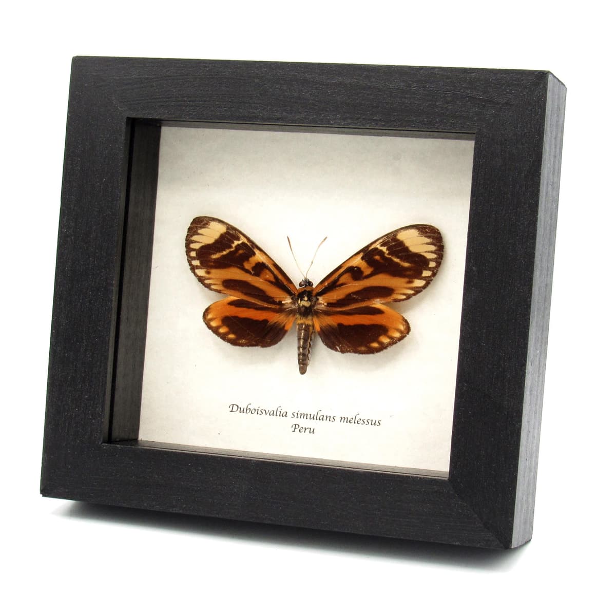 Rare orange Castnia moth framed taxidermy - Duboisvalia simulans melessus - female