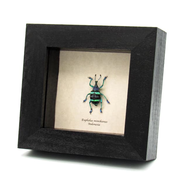 Real metallic weevil framed taxidermy - Eupholus mimikanus
