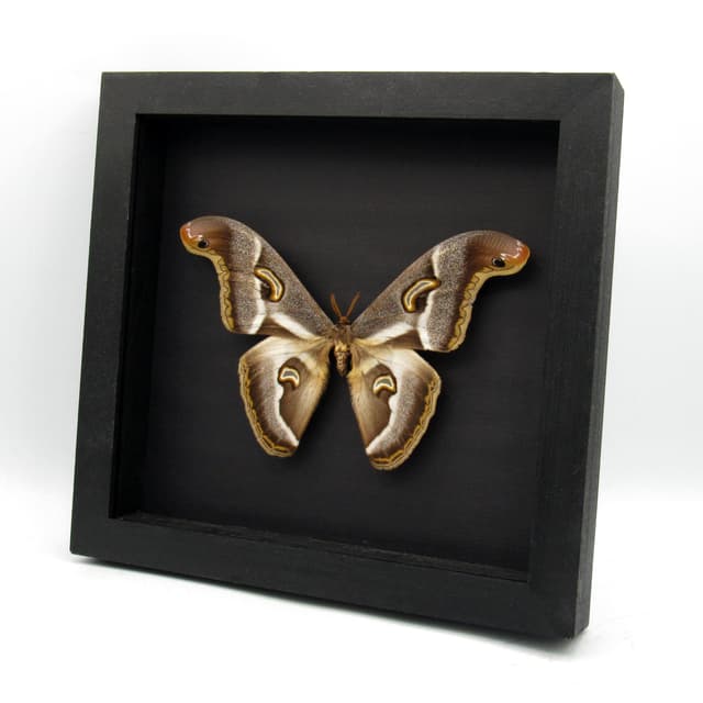 Rare XL African Saturn moth framed taxidermy - Epiphora ploetzi - XL specimen