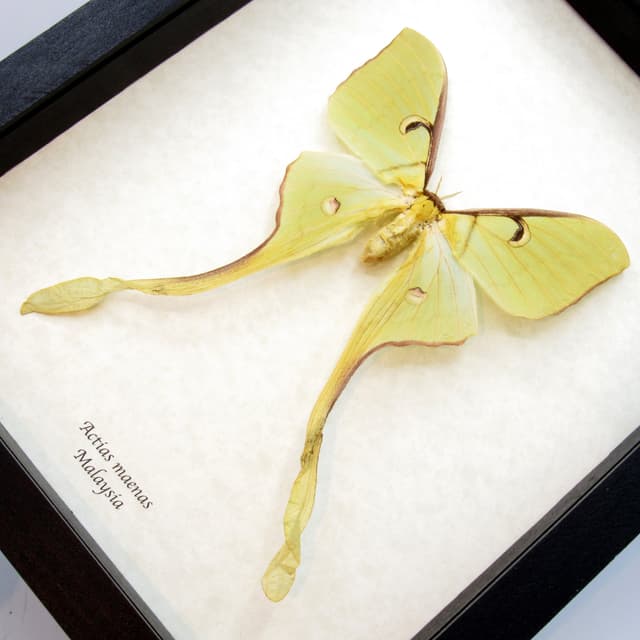 Real Giant Malaysian Moon moth framed taxidermy - Actias maenas - female