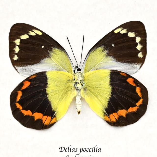 Real large yellow Delias butterfly framed taxidermy - Delias poecilia - large female