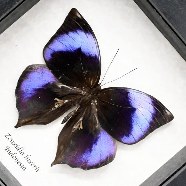 Rare purple Scarce Saturn butterfly framed taxidermy - Zeuxidia luxerii
