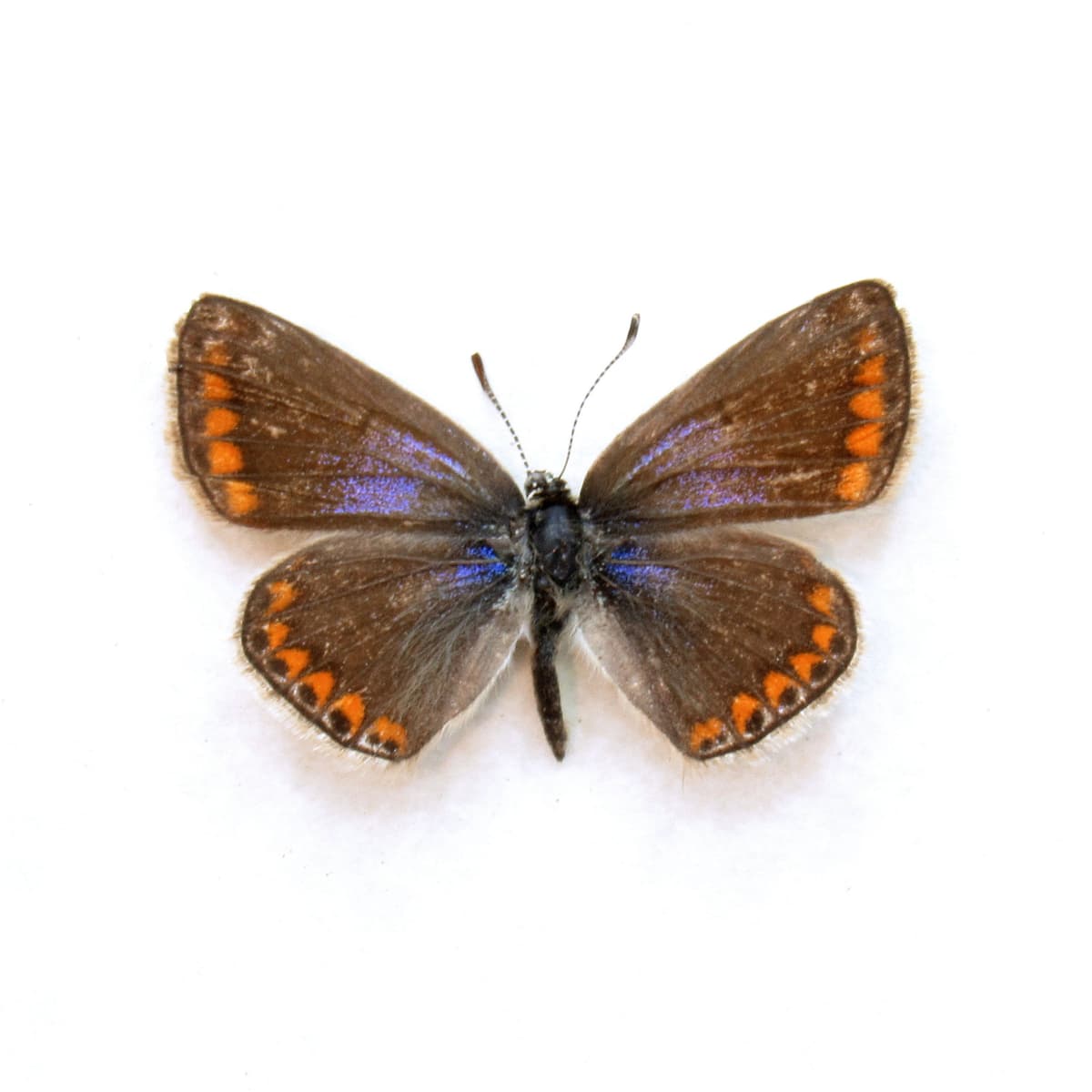 Real tiny purple butterfly framed taxidermy - Polyommatus icarus - female