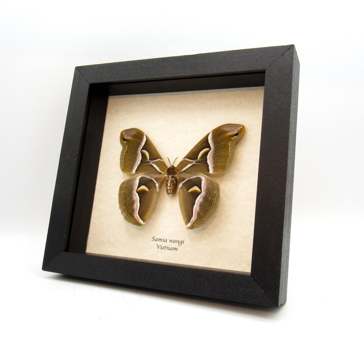 Real Lessor Atlas moth framed taxidermy - Samia wangi - large female