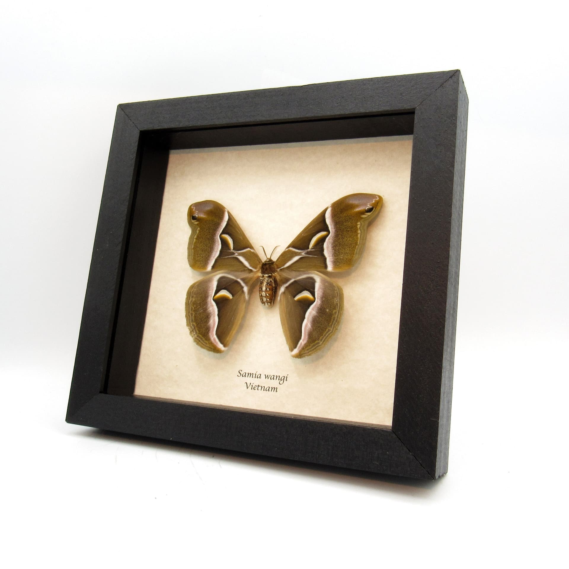Real Lessor Atlas moth framed taxidermy - Samia wangi - large female