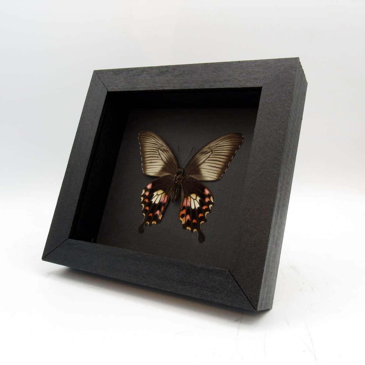Real Swallowtail butterfly framed taxidermy - Papilio polytes romulus - female
