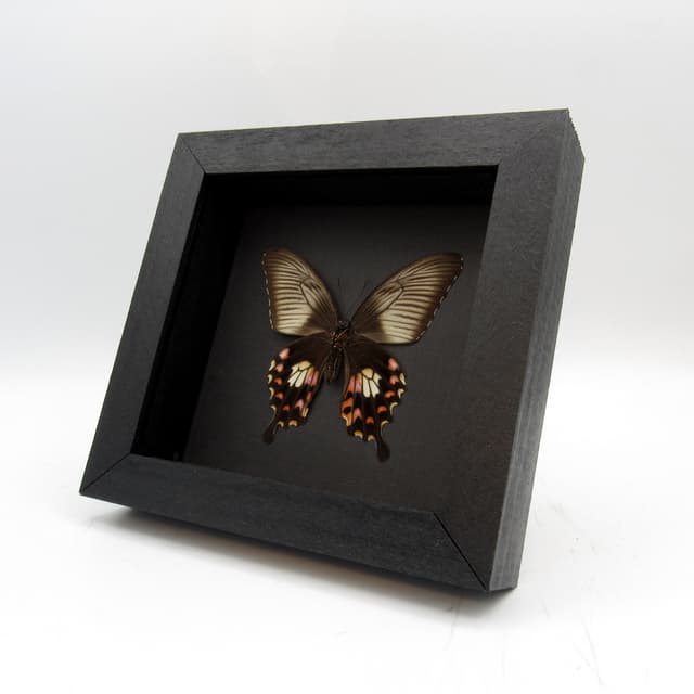 Real Swallowtail butterfly framed taxidermy - Papilio polytes romulus - female
